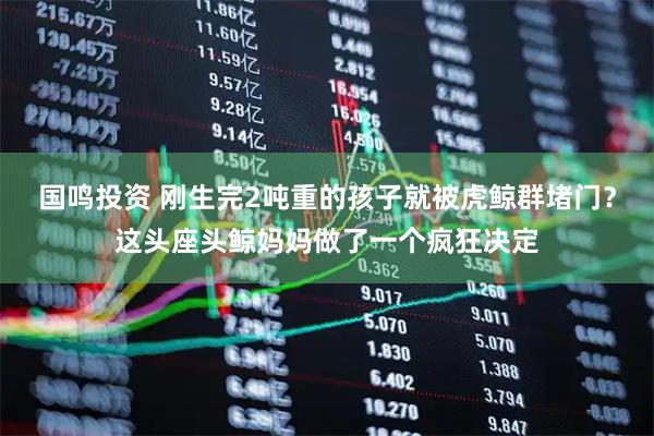 国鸣投资 刚生完2吨重的孩子就被虎鲸群堵门？这头座头鲸妈妈做了一个疯狂决定